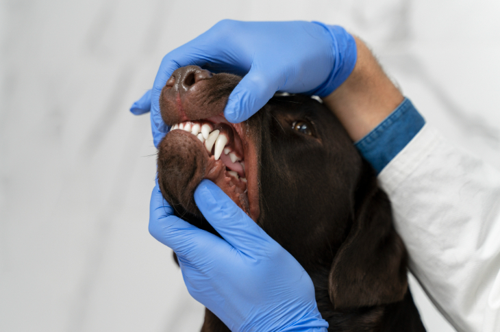 Veterinārā klīnika.