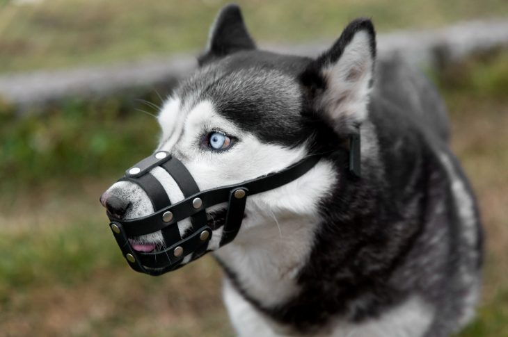 Veterinārā klīnika.