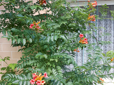 'Campsis radicans Ursynov'