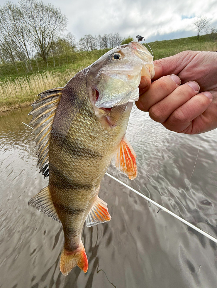 Tur dziļi, dziļi sēž miniatūrais Baby Rockfish. Ir reizes, kad izmērs ir ceļš uz uzvaru.