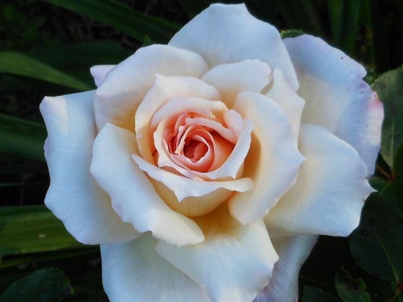 Roze 'Smooth Angel'.