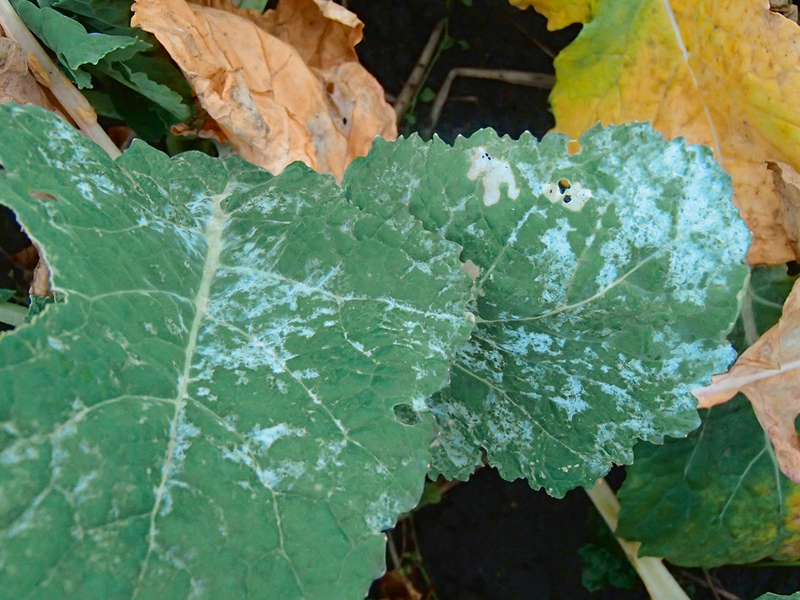 Krustziežu miltrasa.
