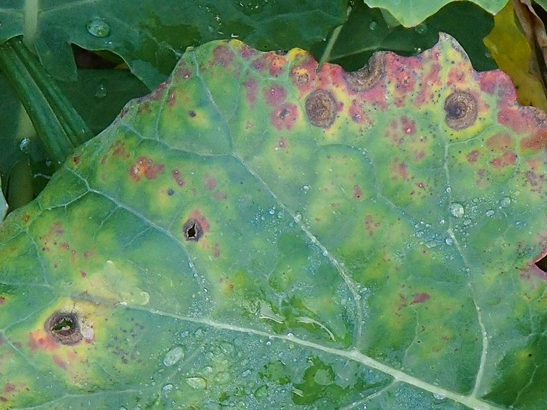 Krustziežu sausplankumainība.