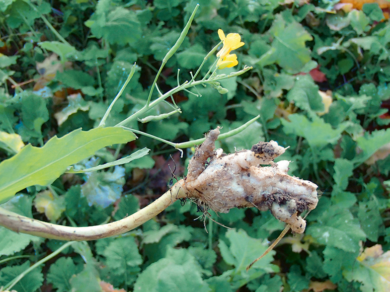 Krustziežu sakņu augoņi.