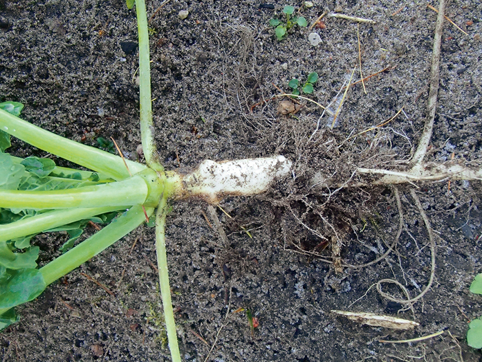 Pangu smecernieka bojājums.