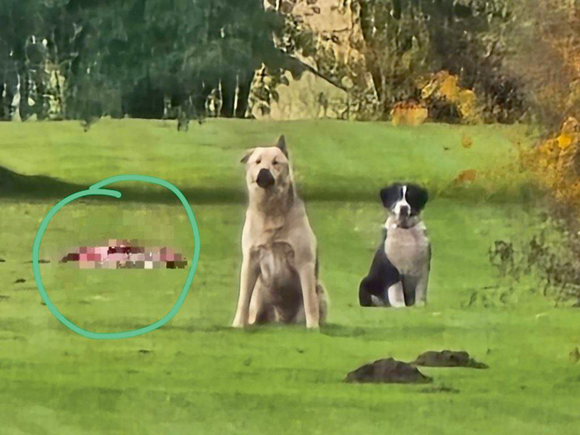 Modra suņi. Glābšanas dienesta foto.