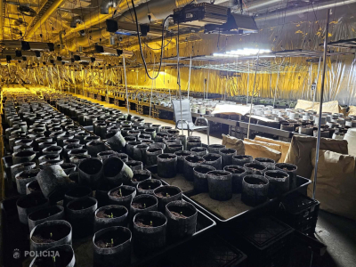 Talsu novadā likvidēta liela apjoma marihuānas audzētava.