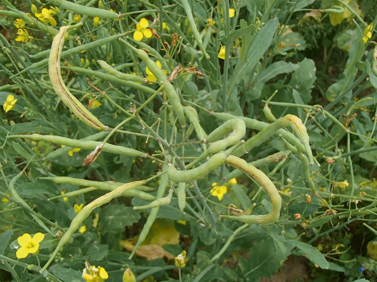 Krustziešu pāksteņu pangodiņa bojātas pākstis.