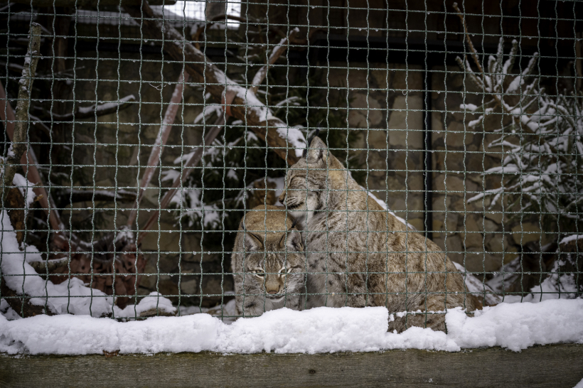 Lūši Rīgas Zooloģiskajā dārzā.