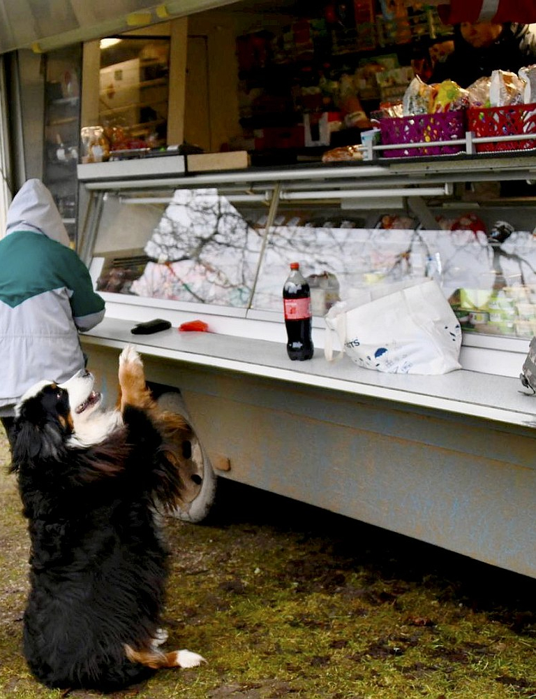 Suns Dženna autoveikalā izlūdzas cepumu.