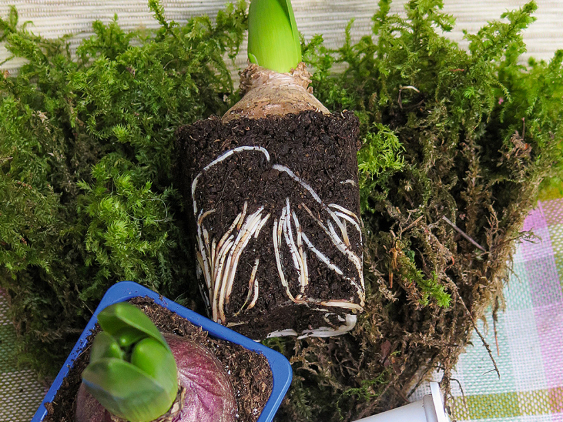 Darba process bumbas izveidošanai ar vairākiem hiacinšu pumpuriem.