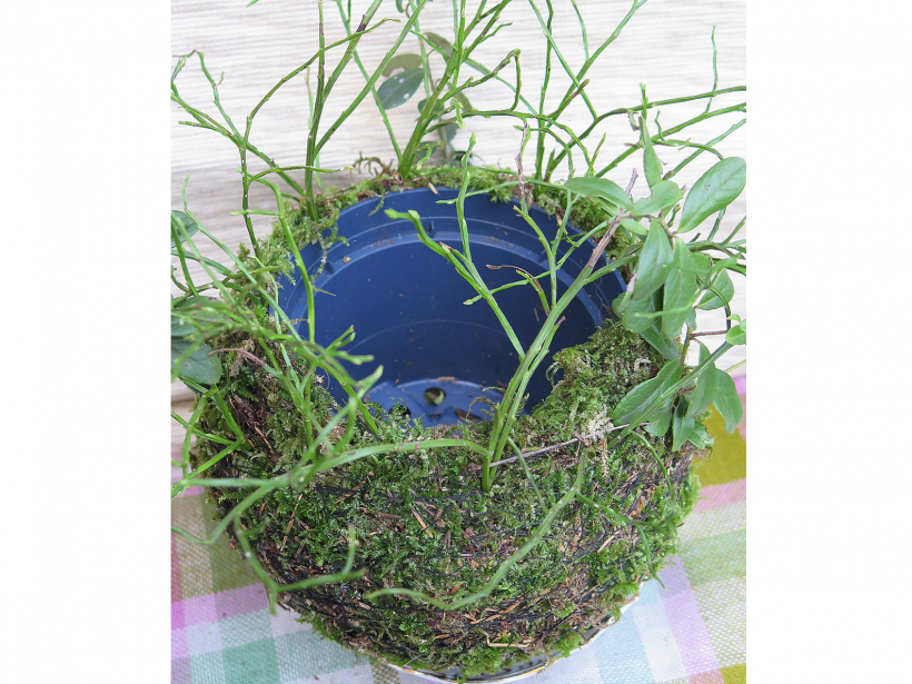 Darba process bumbas izveidošanai ar vairākiem hiacinšu pumpuriem.