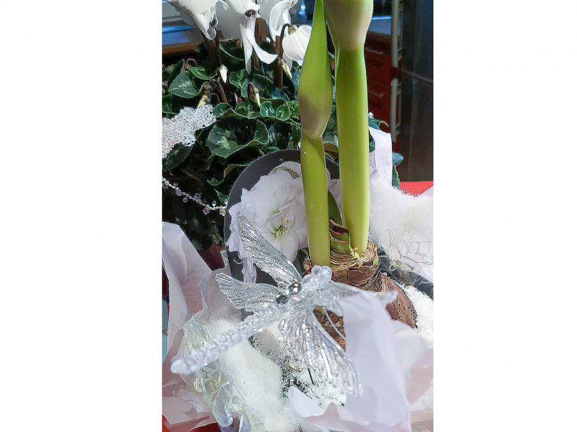 Parafīna “mētelīšos” tērptos amariļļus var likt arī svētku dekoros, sīpolus izceļot kā īpašus akcentus.