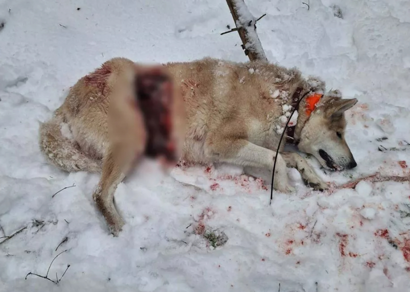 Aknīstē četri vilki uzbrūk un nogalina medību suni.