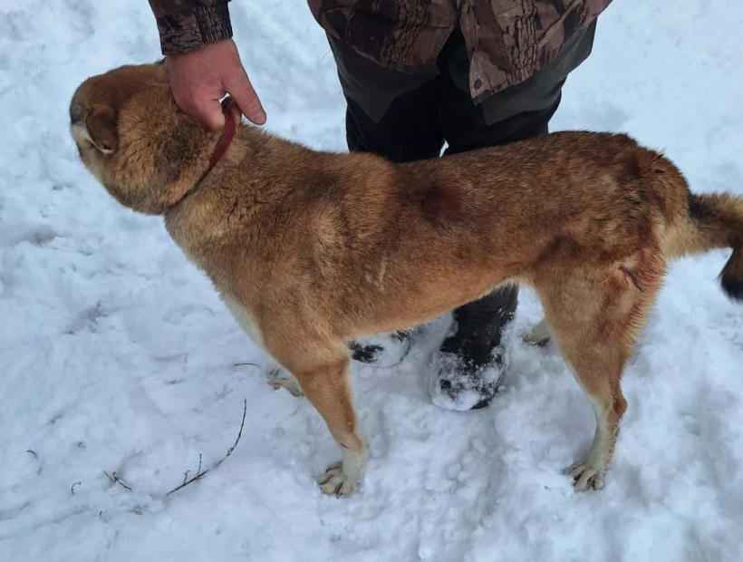Vēl vienu Rietumsibīrijas laiku plēsēji sakoda, taču suns izdzīvoja. 
