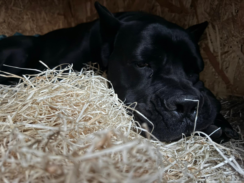 Siltākais risinājums dzīvniekiem ziemā.