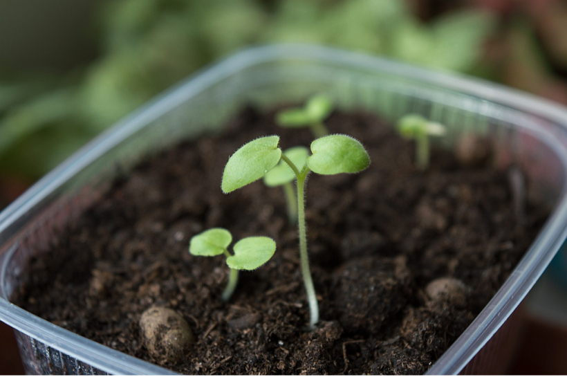 Pelargoniju dēstiem svarīgi nodrošināt vienmērīgu siltumu un mitrumu.