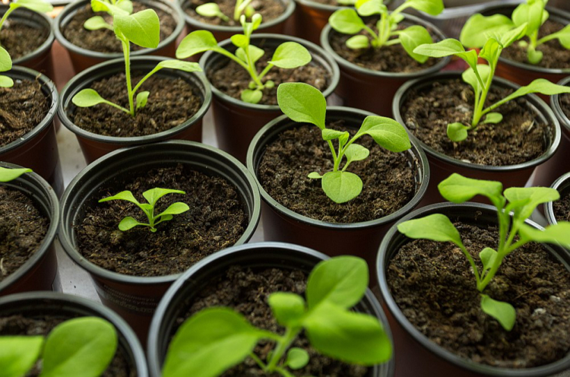 Petūnijas ir vienas no lēnāk augošajām vasaras puķēm.