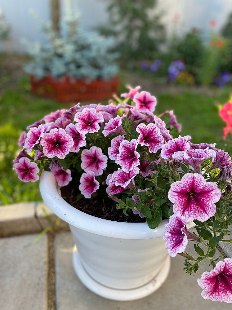 Petūnija ‘Opera Rasberry Ice’. "Operas" sērijas petūnijas izceļas ar spēcīgu augšanu un bagātīgu ziedēšanu.