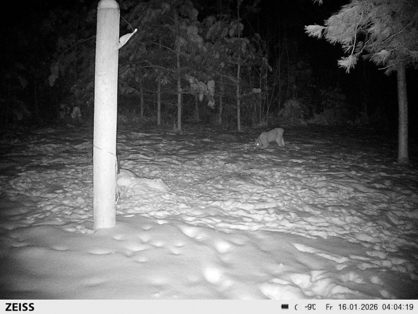 Kad lūsis paviesojas 80 m no mājas.