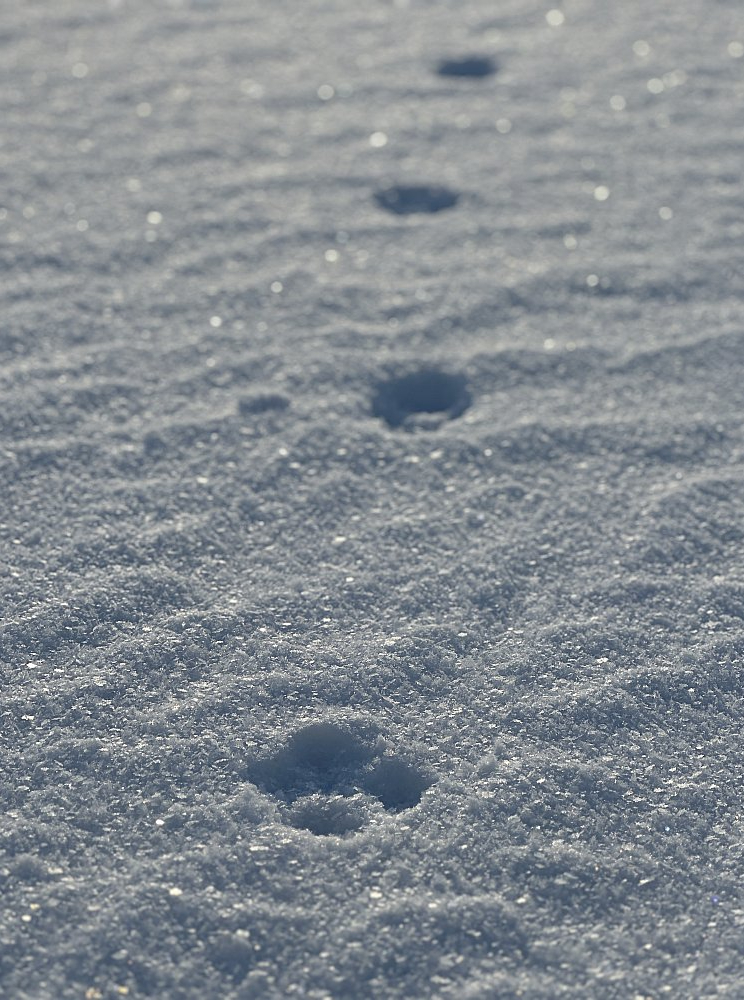 Vilka pēdu nospiedumi sniegā: vilks iet taisnā līnijā atšķirībā no suņa, kura pēdu josla ir zigzaga veidā.