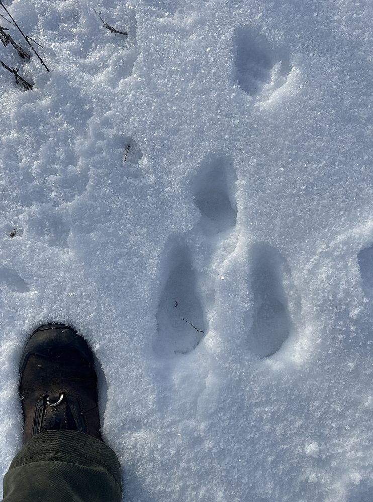 Zaķa pēdu nospiedumi.