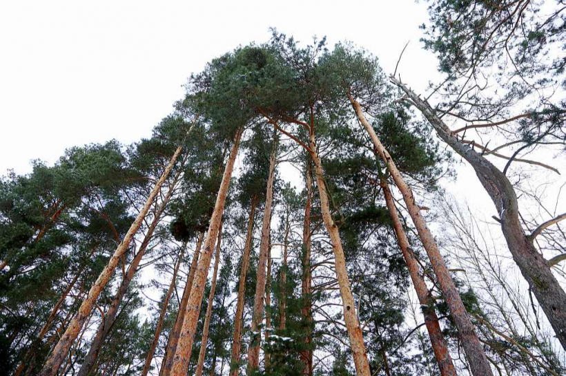 Daudz šķēpu Latvijā tiek lauzts par meža apsaimniekošanas politiku – cik tā videi draudzīga un kādas prioritātes izvirza. Vieni uzsver koksnes ieguvi, bet citi akcentē ekosistēmu nozīmi.