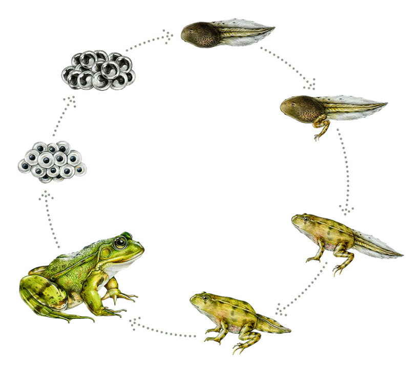 Vardes dzīves cikls.