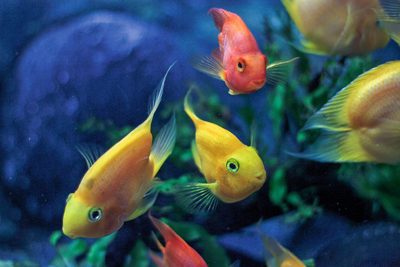 Cihlīdu saimes zivis.