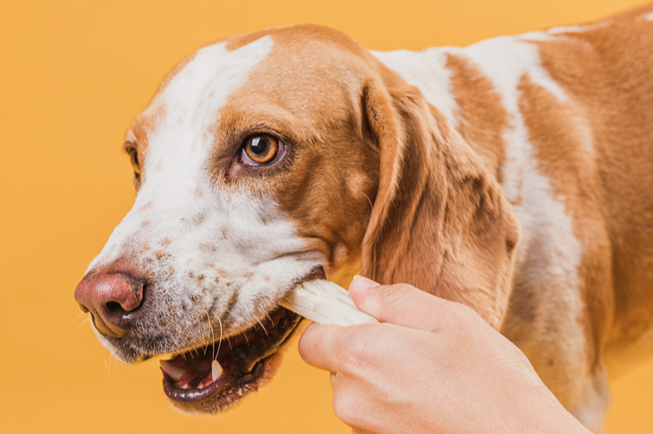 Suns. Smaganu problēmas.