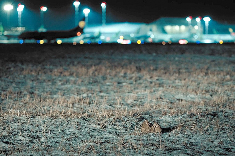 Kadrs no Lailas Pakalniņas dokumentālās filmas "Putnubiedēkļi".