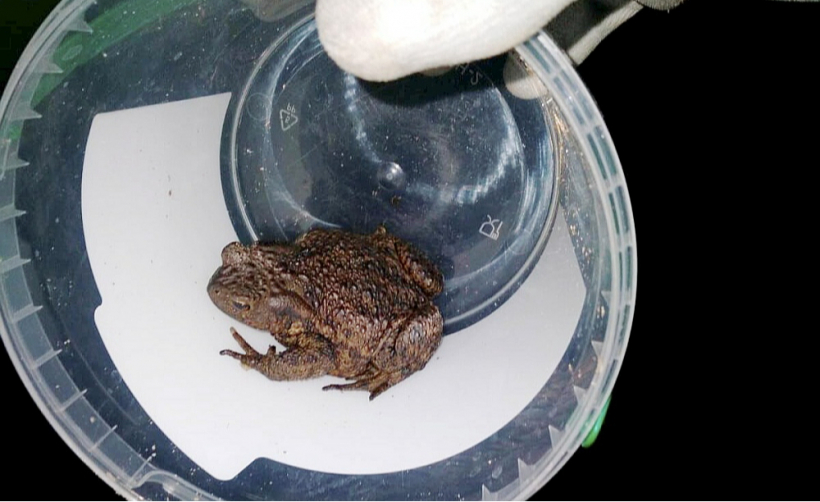 Dabas aizsardzības pārvalde jau vairākus gadus pavasaros rīko pasākumu "Misija krupis – izglāb princi!", aicinot pārnest krupi pāri ceļam virzienā, kuru tas jau uzņēmis.