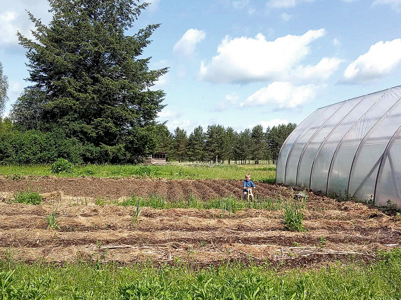 Taciņas mulčētas ar sienu. Vagās dīgst pupas, iestādīti gurķi, sīpoli, iesētas bietes un dilles.