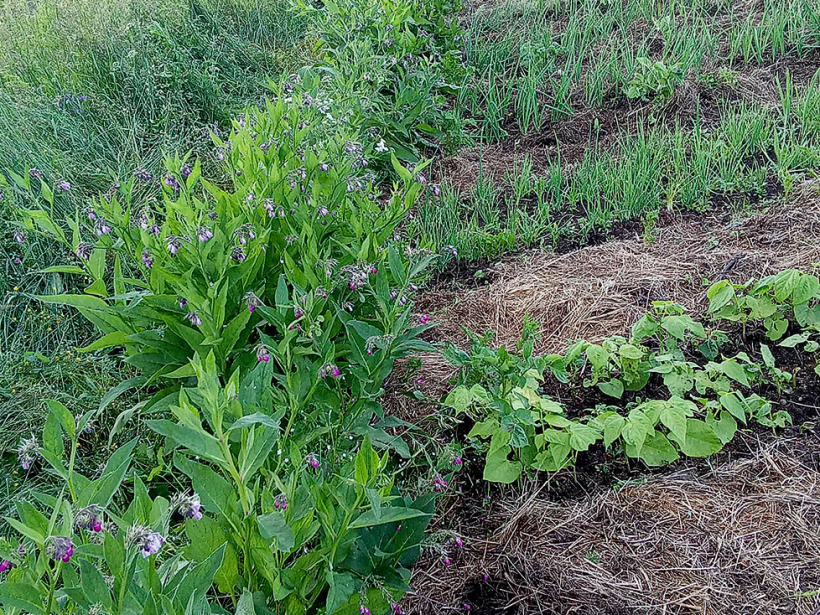 Zaļmēslojumam gar dārziņa malu aug tauksakne.