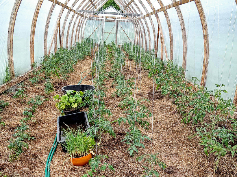 Siltumnīcā augsne mulčēta ar sienu, lapām un zāli.