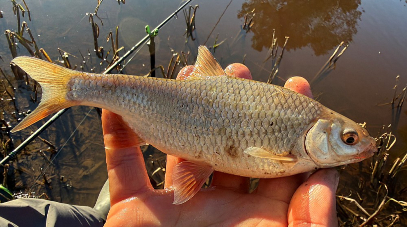 Pavasara vēstnese – rauda no jūras.