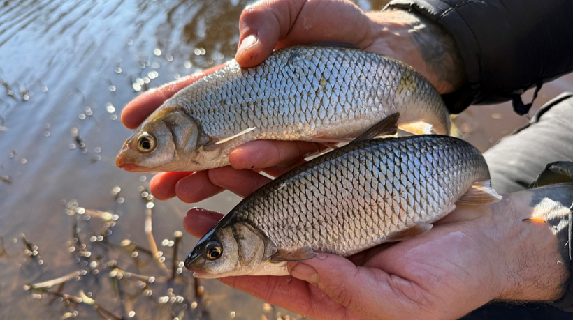 Teibas. Tautā teibu dēvē arī par balto sapalu.