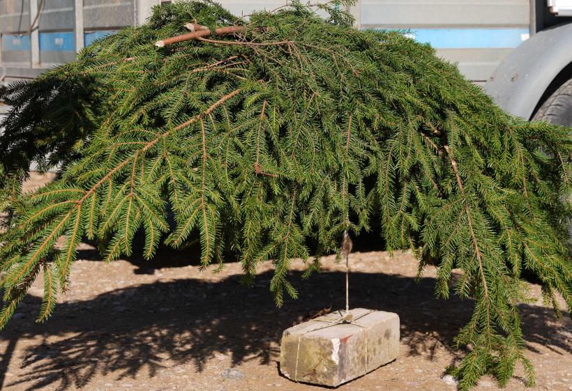 "Latvenergo" darbinieku ģimenes veido nārsta ligzdas.