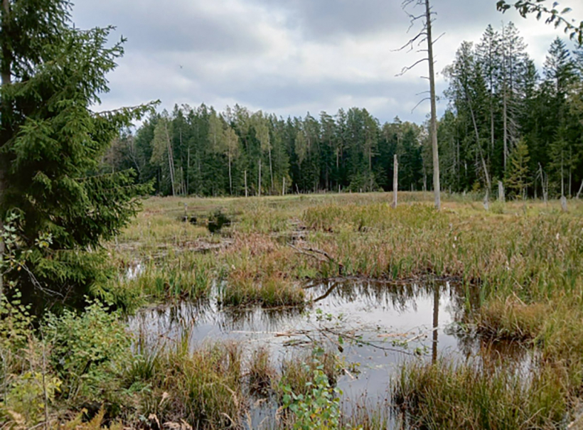 Bebraine, kas, aizaugot ar ūdensaugiem, veido ūdensputnu ligzdošanai un mazuļu audzināšanai piemērotu vietu.