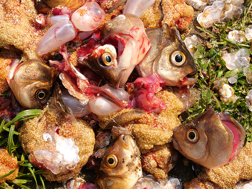 Kompostā neliek zivju un gaļas atkritumus, lai nepievilinātu grauzējus.