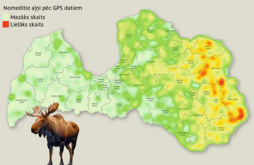 Alnis. Nomedīts 2025./2026. gada medību sezonā.