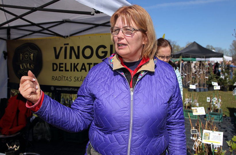 Zemnieku saimniecības "Skāduļi" saimniece vīnogu stādu audzētāja Jana Drēviņa uzsver, ka latvieši novērtē Latvijā vietējās nepārķīmiķotās vīnogas.