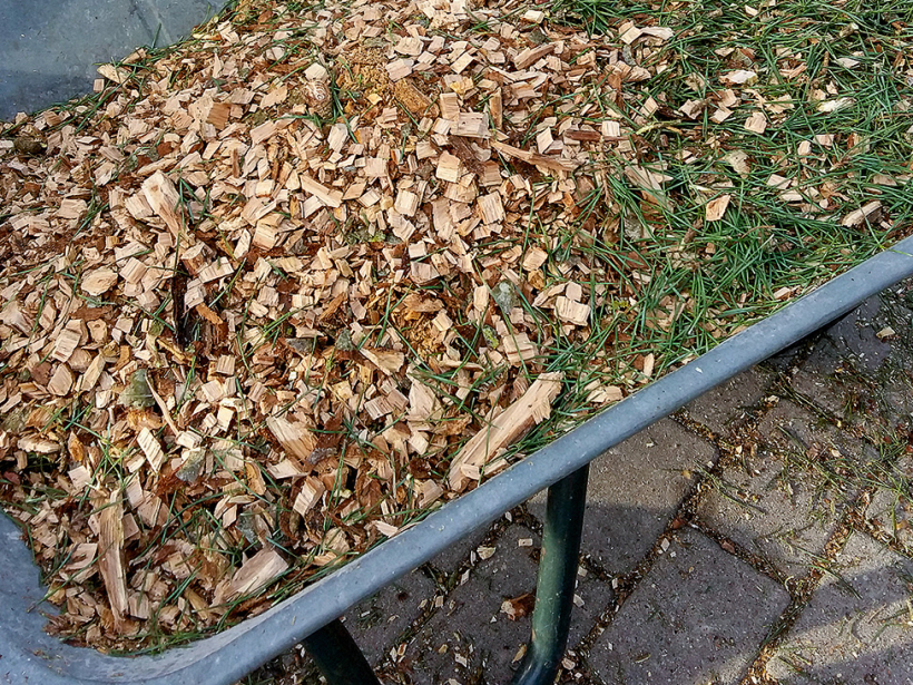 Sasmalcinātie priežu zari būs labs mulčas materiāls rododendru dobei.