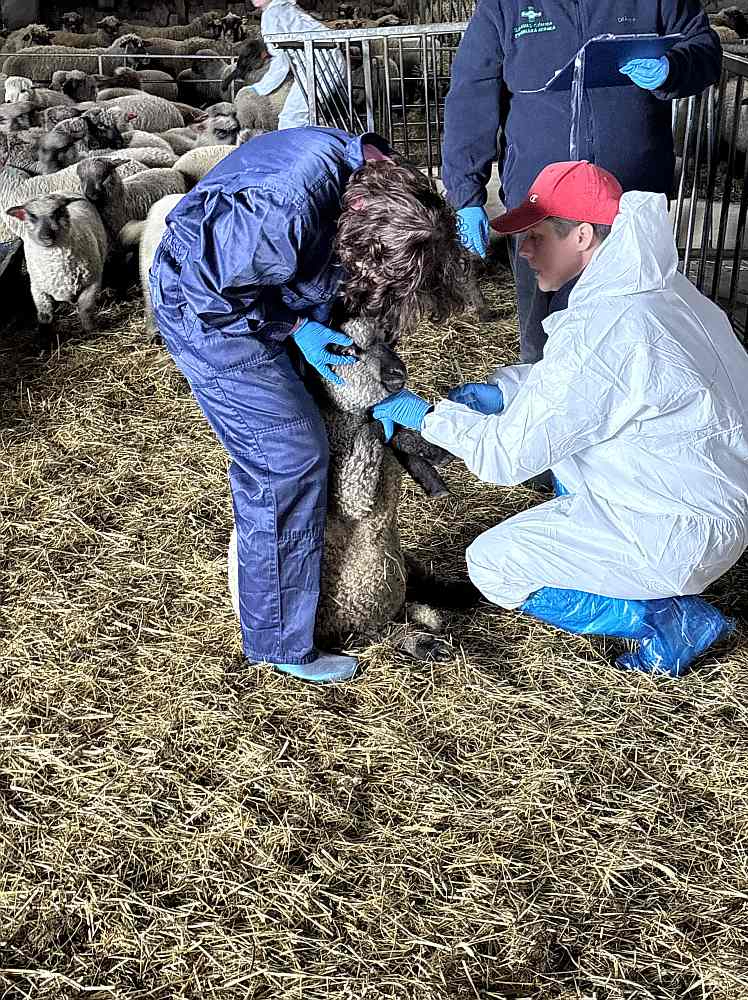 Asinsparaugu ņemšana zemnieku saimniecībā "Silvas". Tā vajadzīga aitu veselības vērtējumam pirms laišanas ganībās.