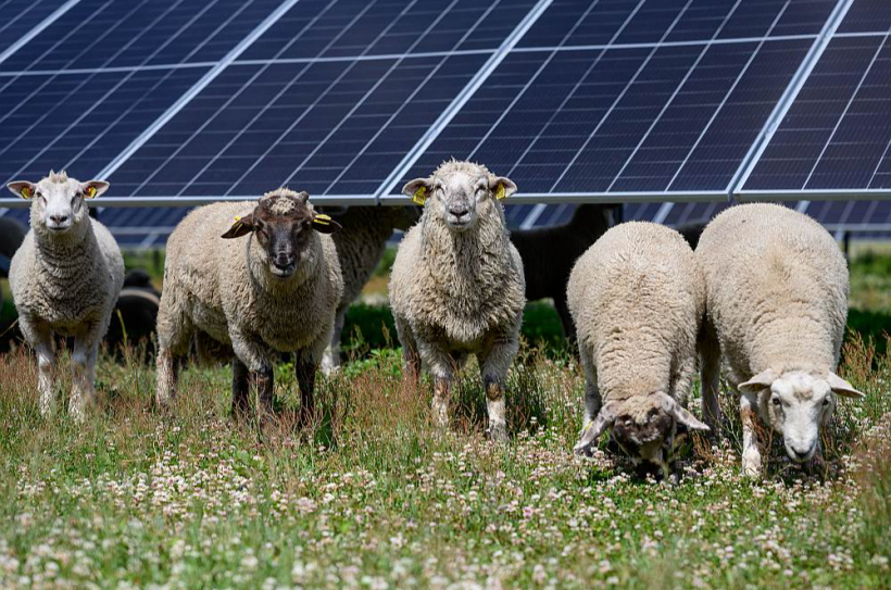 Elektrības ieguve no saules paneļiem ir ļoti piemērots risinājums putnkopības nozares uzņēmumiem. A/S "Balticovo" saules parkā ir izdevies īstenot noderīgu un atraktīvu ilgtspējas iniciatīvu – uz tā dēvētajām saules ganībām starp paneļiem ielaist ganīties aitas, kuras visas vasaras garumā aizstāj zāles pļāvējus.