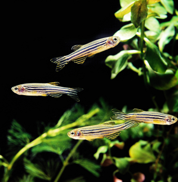 Zebras zivis (Danio rerio),