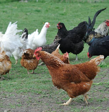 Vistas. Ilustratīvs attēls.