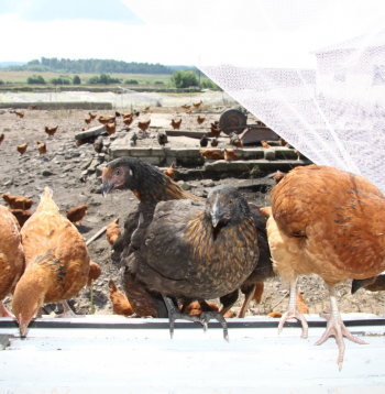 Vistas. Ilustratīvs attēls.