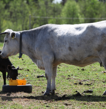 Latvijas zilās esot sava veida patriotisms, jo šīs šķirnes dzīvnieki vienu brīdi bija uz izmiršanas robežas.