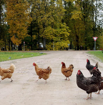 Putnu gripa. Ilustratīvs attēls.